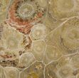 Polished Fossil Coral (Actinocyathus) - Morocco #100577-1